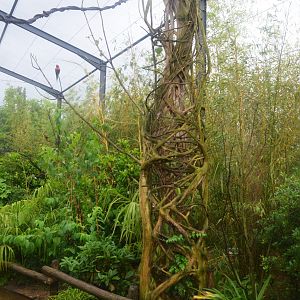 Lorikeet Walkthrough at La Flèche, 11/06/18