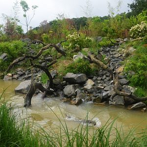Smooth-coated Otter Enclosure at La Flèche, 11/06/18