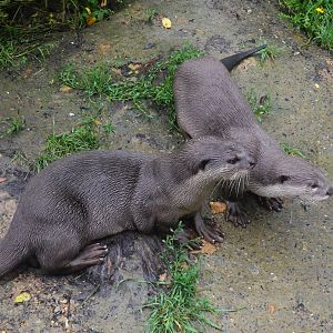 Smooth-coated Otter at La Flèche, 11/06/18