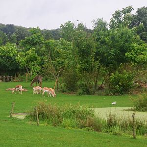 Indian Rhino, Nilgai and Blackbuck Paddock at La Flèche, 11/06/18