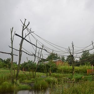 Siamang Enclosure at La Flèche, 11/06/18