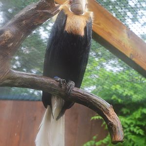Papuan Hornbill at La Flèche, 11/06/18
