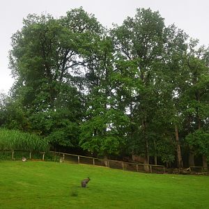Red-necked Wallaby Enclosure at La Flèche, 11/06/18