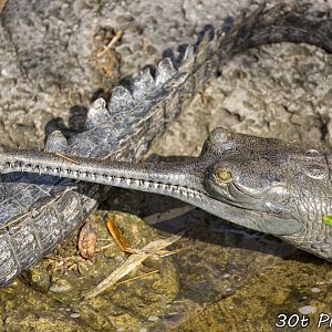 Gharial