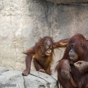 Orangutan Mom and youngster