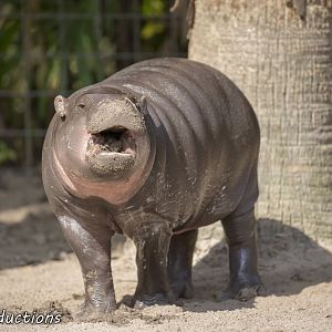 Pygmy Hippo calf