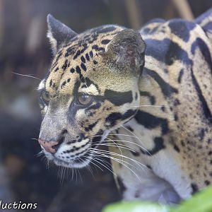 Clouded Leopard