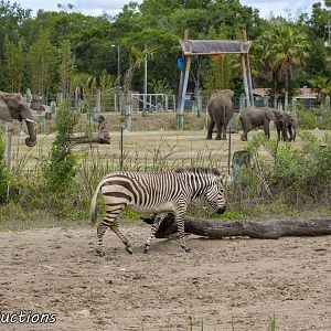 Zebra with elephant yard in the backdrop