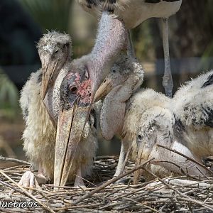 Stork chicks
