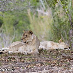 Lioness resting