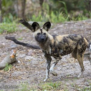 African Painted Dog