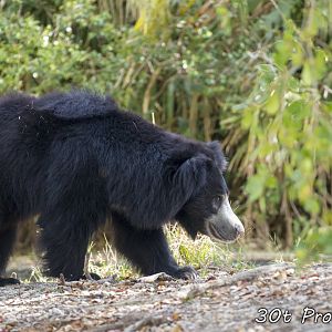 Sloth Bear