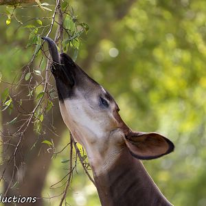 Okapi tongue out