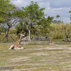 Young Giraffes resting
