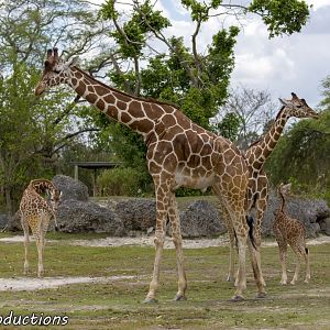 Giraffes