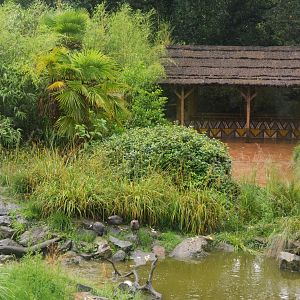 Lemur Walkthrough at La Flèche, 11/06/18