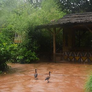 Lemur Walkthrough at La Flèche, 11/06/18