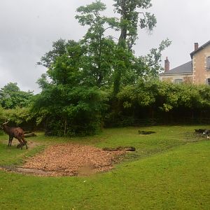 Bongo/ Crowned Crane/Pygmy Hippo Enclosure at La Flèche, 11/06/18