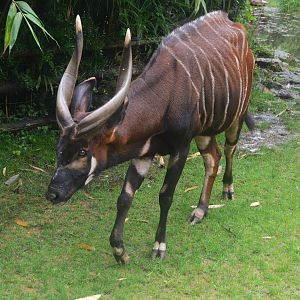 Eastern Bongo at La Flèche, 11/06/18