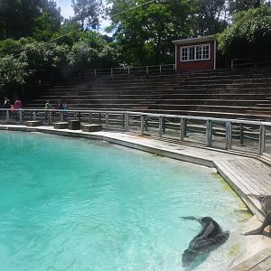 California Sealion Pool at La Flèche, 11/06/18