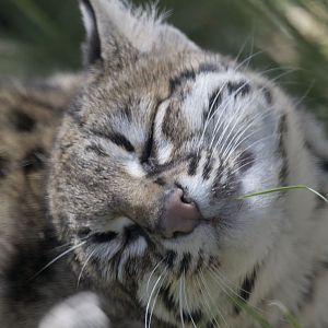 Oncilla satisfaction