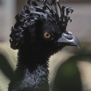 Daubenton's curassow