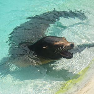 California Sealion at La Flèche, 11/06/18