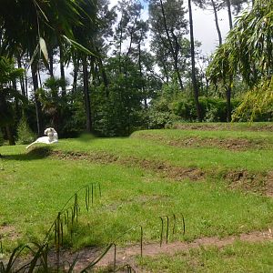 White Tiger Enclosure at La Flèche, 11/06/18