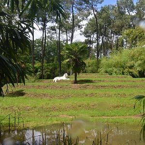 White Tiger Enclosure at La Flèche, 11/06/18