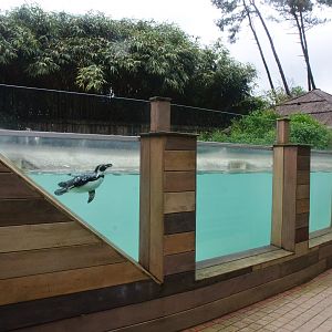 Humboldt Penguin Enclosure at La Flèche, 11/06/18