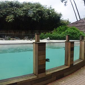 Humboldt Penguin Enclosure at La Flèche, 11/06/18
