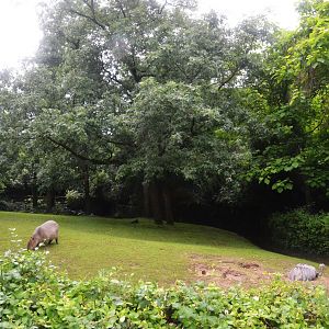 Tapir/Capybara/Anteater/Rhea Enclosure at La Flèche, 11/06/18