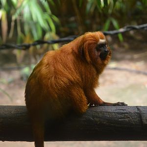 Golden Lion Tamarin at La Flèche, 11/06/18