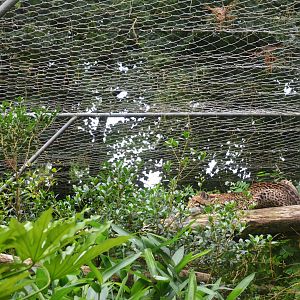 Ocelot at La Flèche, 11/06/18