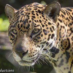 Jaguar up close