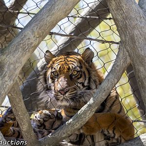 Tiger resting in overhead passage