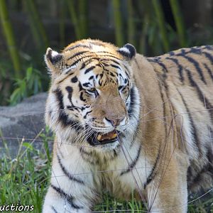 A tiger behind a very unattractive array of hotwire