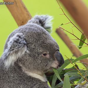 Koala