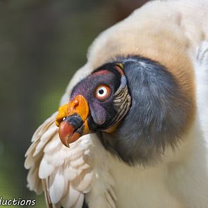 King Vulture
