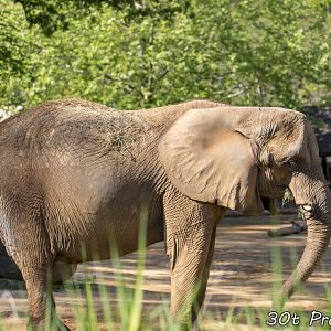 African Elephant