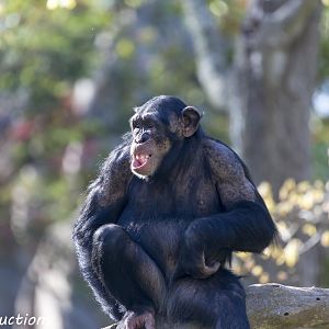 Chimpanzee sitting on a tree