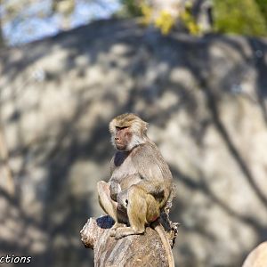 Hamadryas baboon