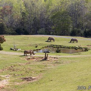Massive mixed species exhibit