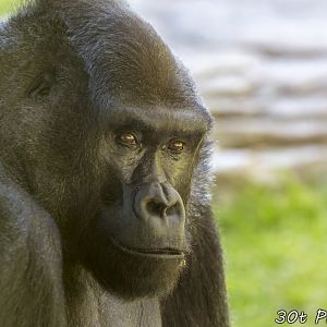 Gorilla