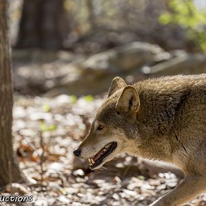 Red Wolf