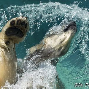 Back stroke or bear stroke?