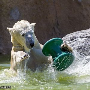 Polar Bear enjoying enrichment item