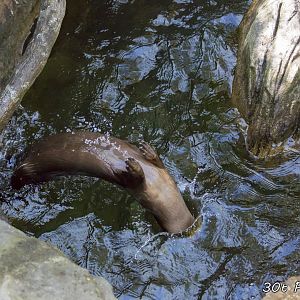 Otter back flip