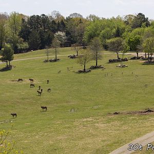 Massive mixed species exhibit