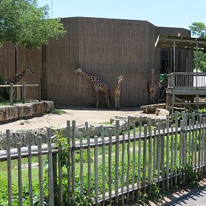 African Veldt - Reticulated Giraffe Exhibit